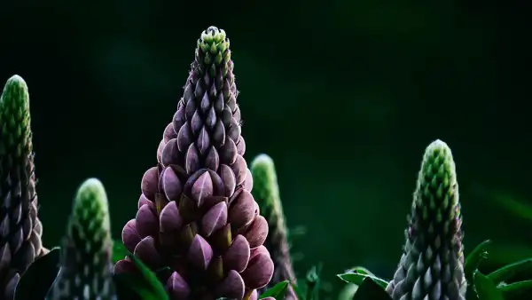鲁冰花植物摄影
