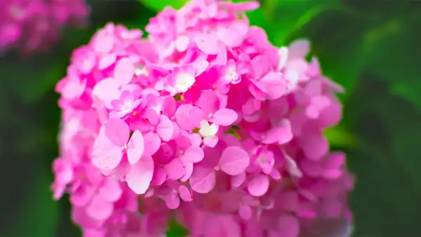 美的心都醉了的紫阳花唯美摄影